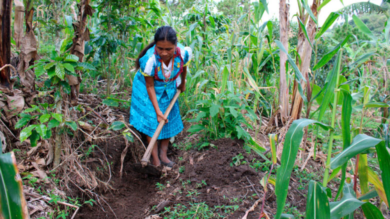 Un futuro sin hambre en la región Maya-Ch’ortí, Guatemala