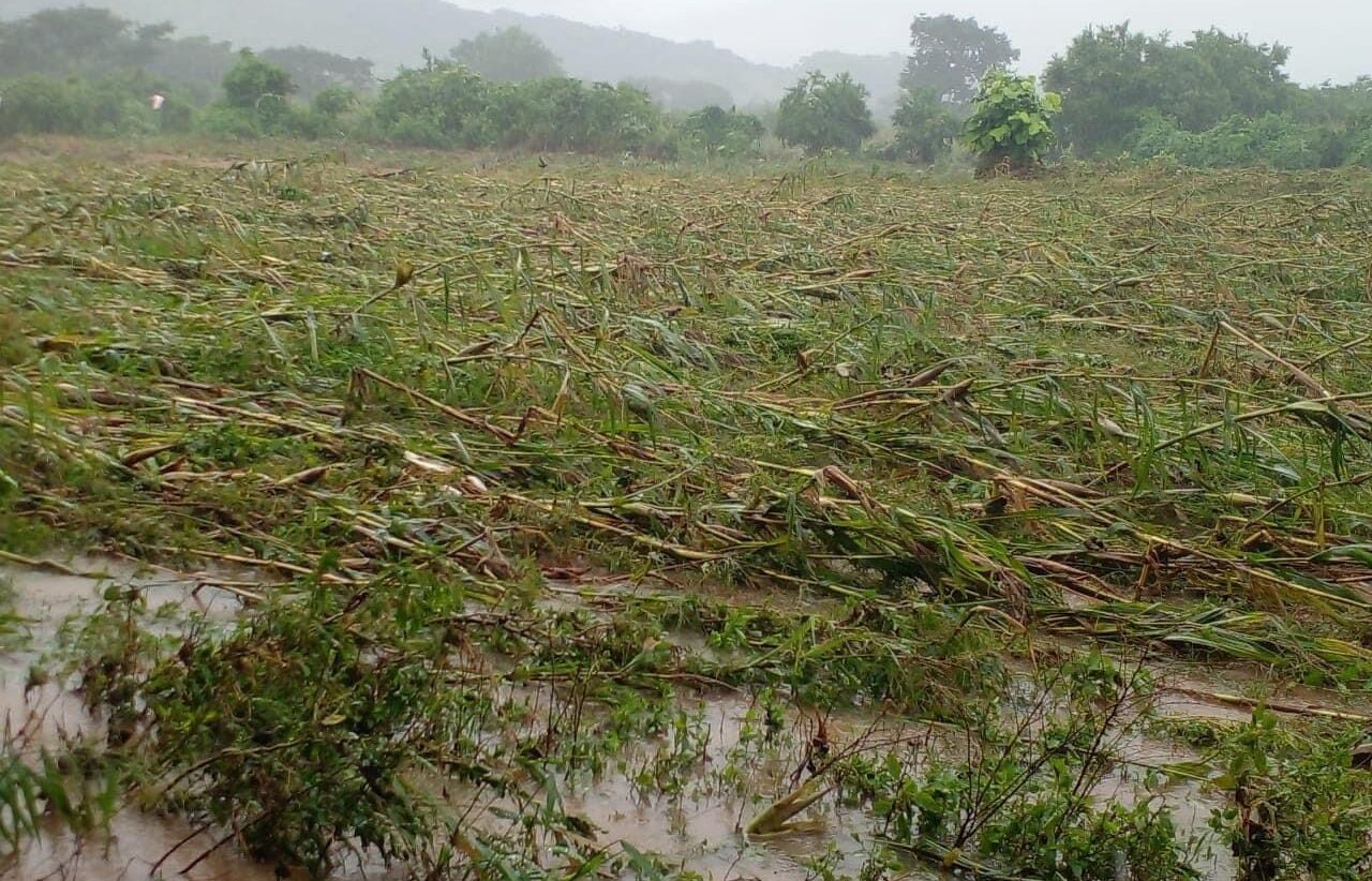 Seguridad alimentaria comprometida en Honduras tras el paso de la Tormenta Sara