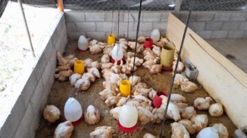 Mejores condiciones de seguridad alimentaria y acceso al agua en Chiquimula gracias a proyecto Un futuro sin hambre